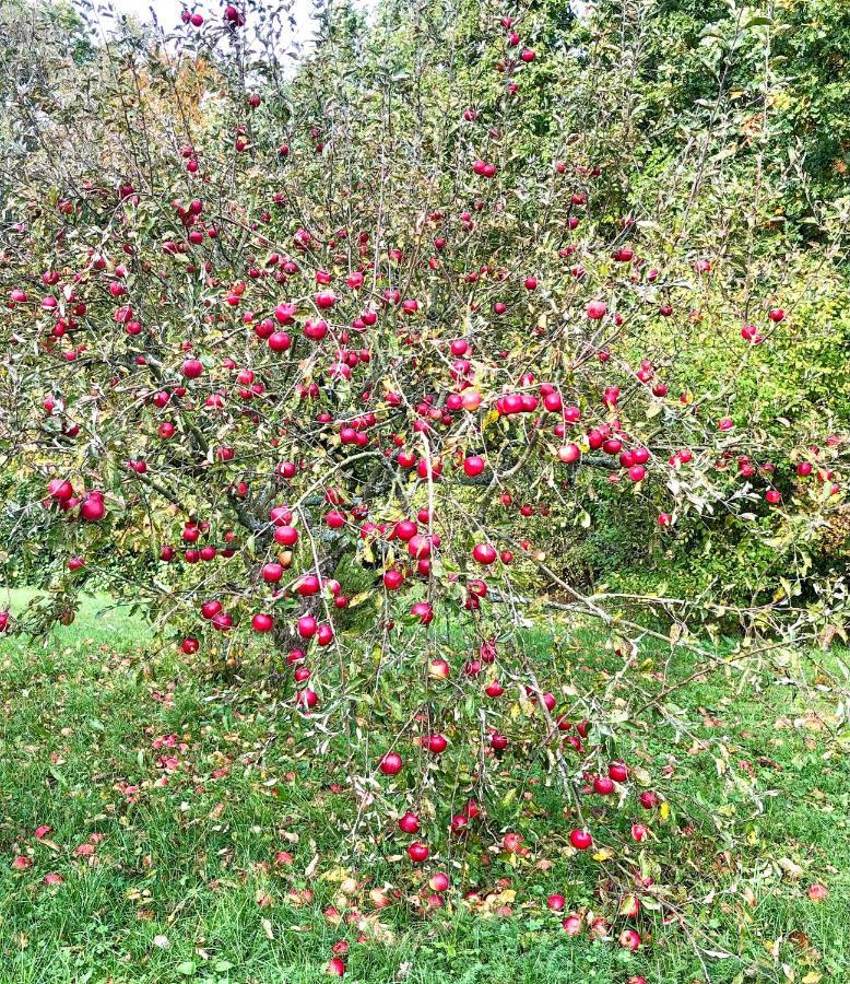 Apple Tree House Villa Lubin  Buitenkant foto